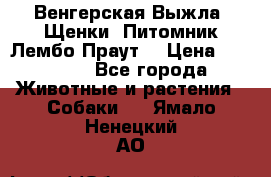 Венгерская Выжла. Щенки. Питомник Лембо Праут. › Цена ­ 35 000 - Все города Животные и растения » Собаки   . Ямало-Ненецкий АО